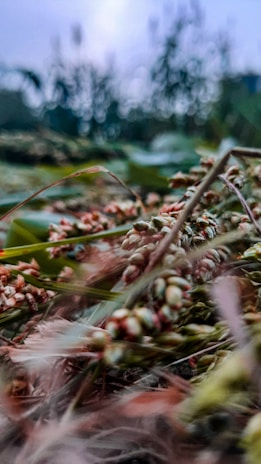 A close-up of a field with an array of grasses and seeds, featuring blurred foliage in the background under a soft sky.