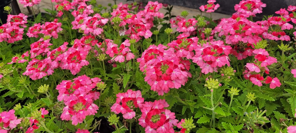 a group of pink flowers