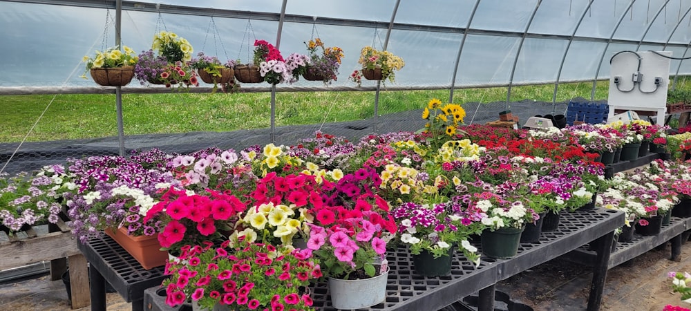 a garden with many potted flowers