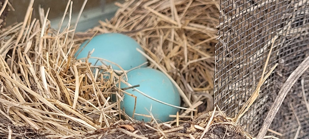 Ein blaues Ei in einem Nest