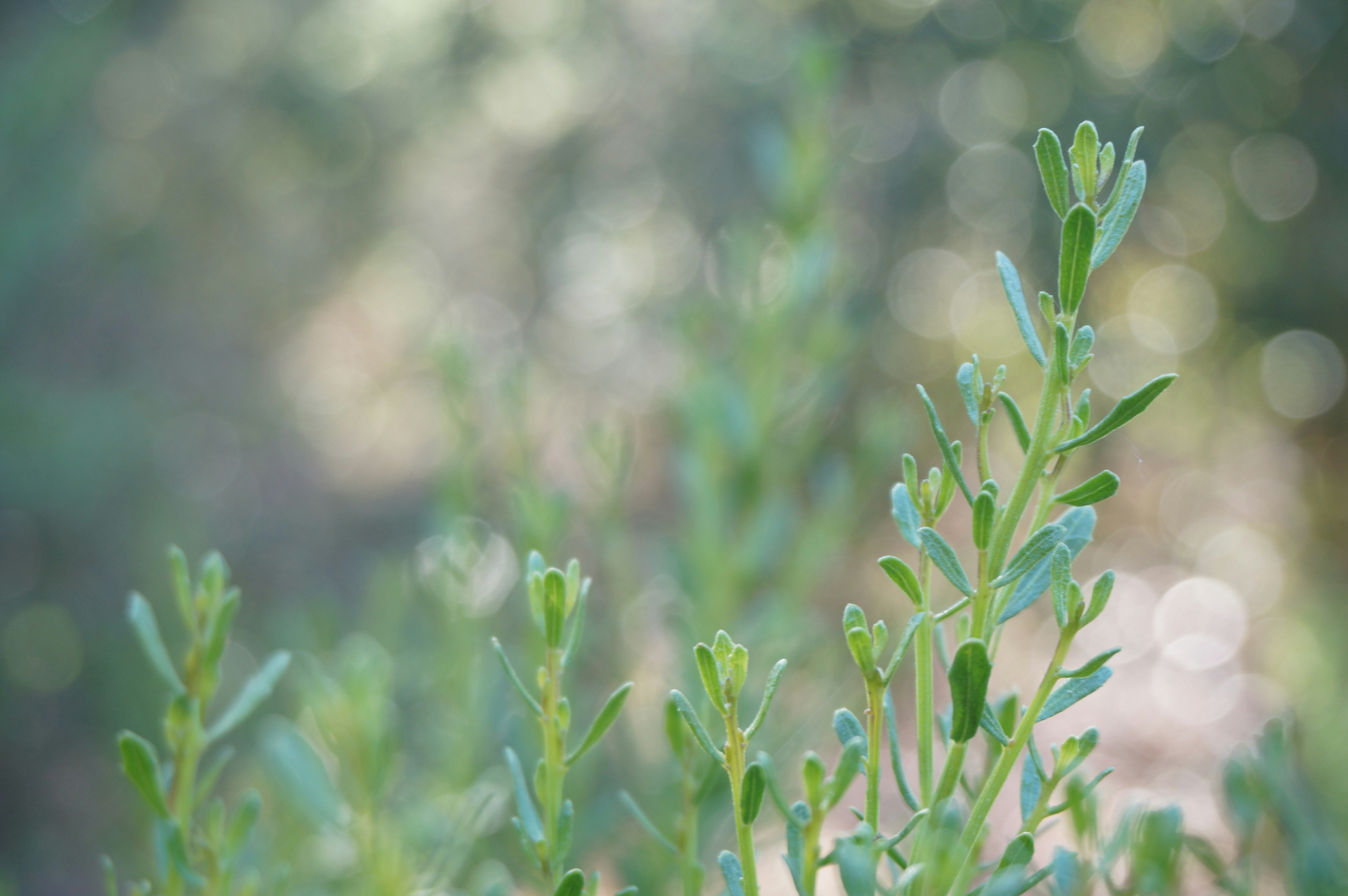 Photo by joshua_chehov