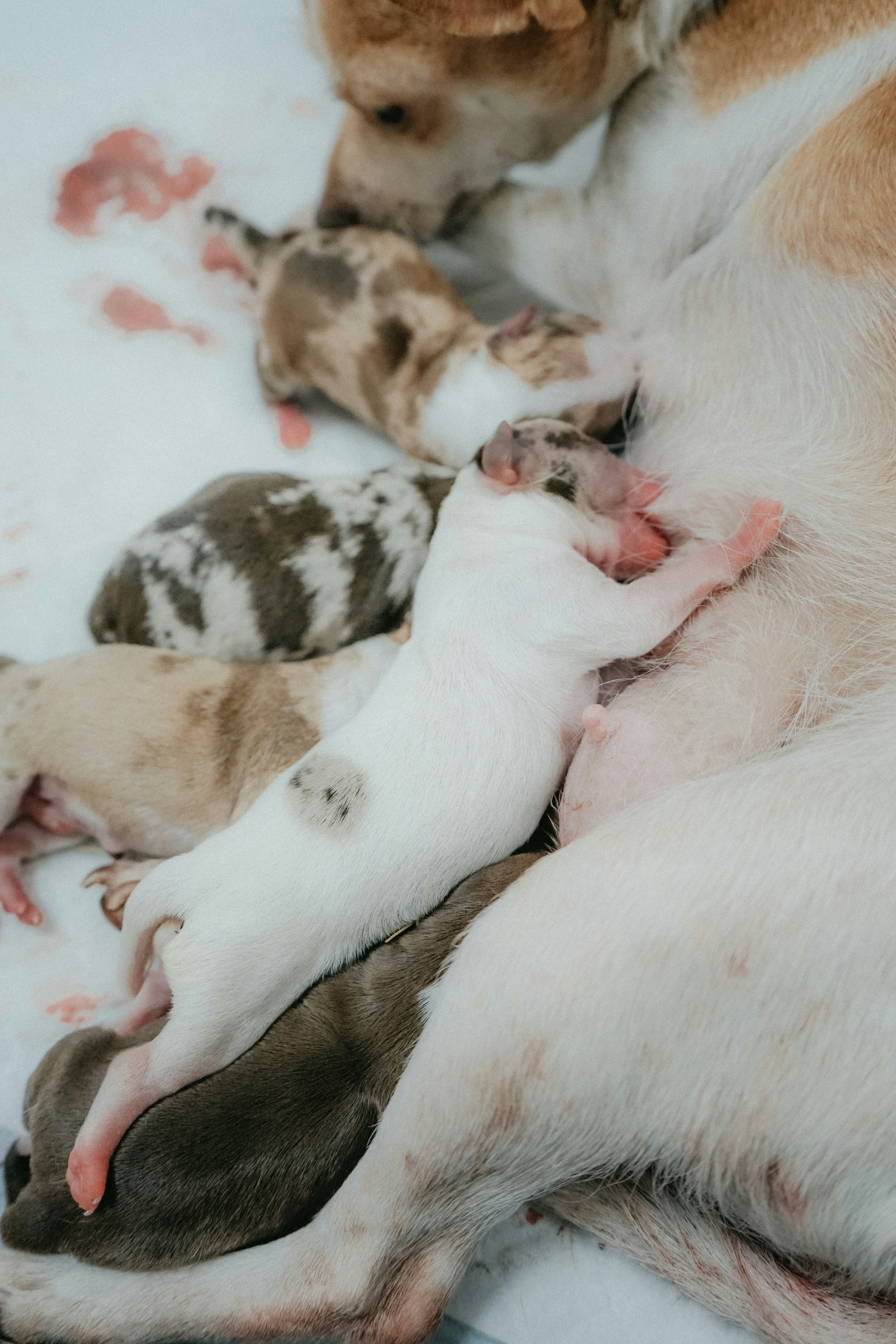 Picking Up on Pregnancy in Other Animals (image credits: unsplash)