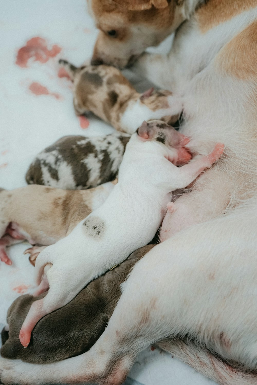 a group of puppies sleeping together