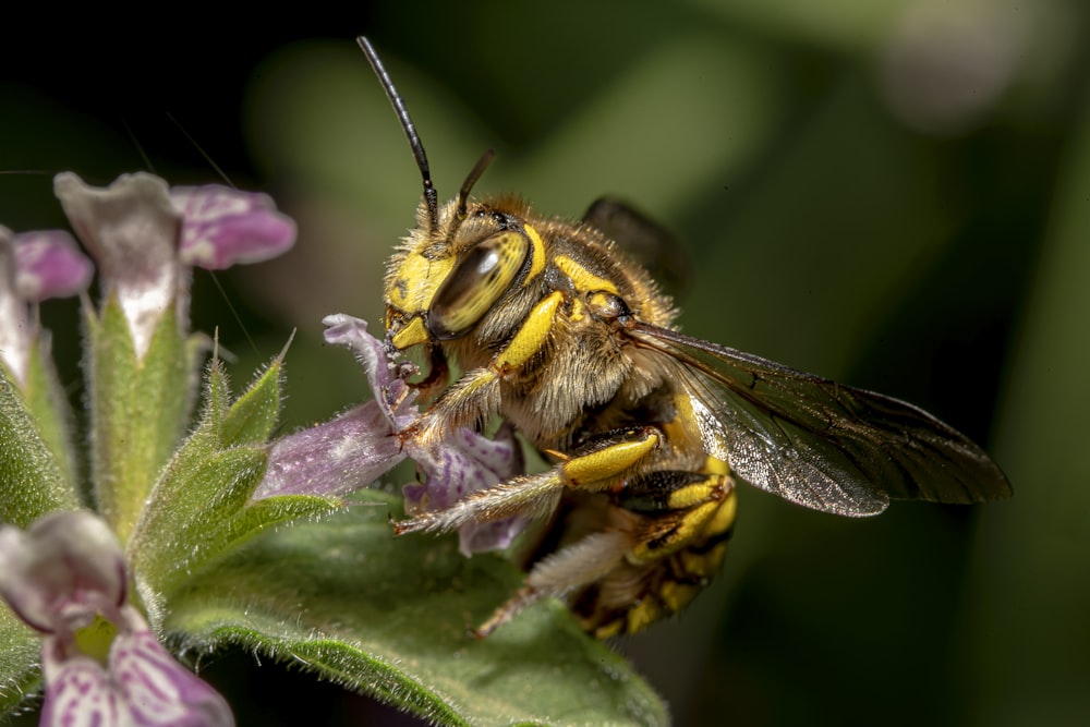 a bee on a flower