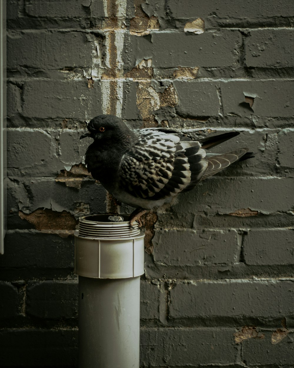 Un uccello su un bidone della spazzatura