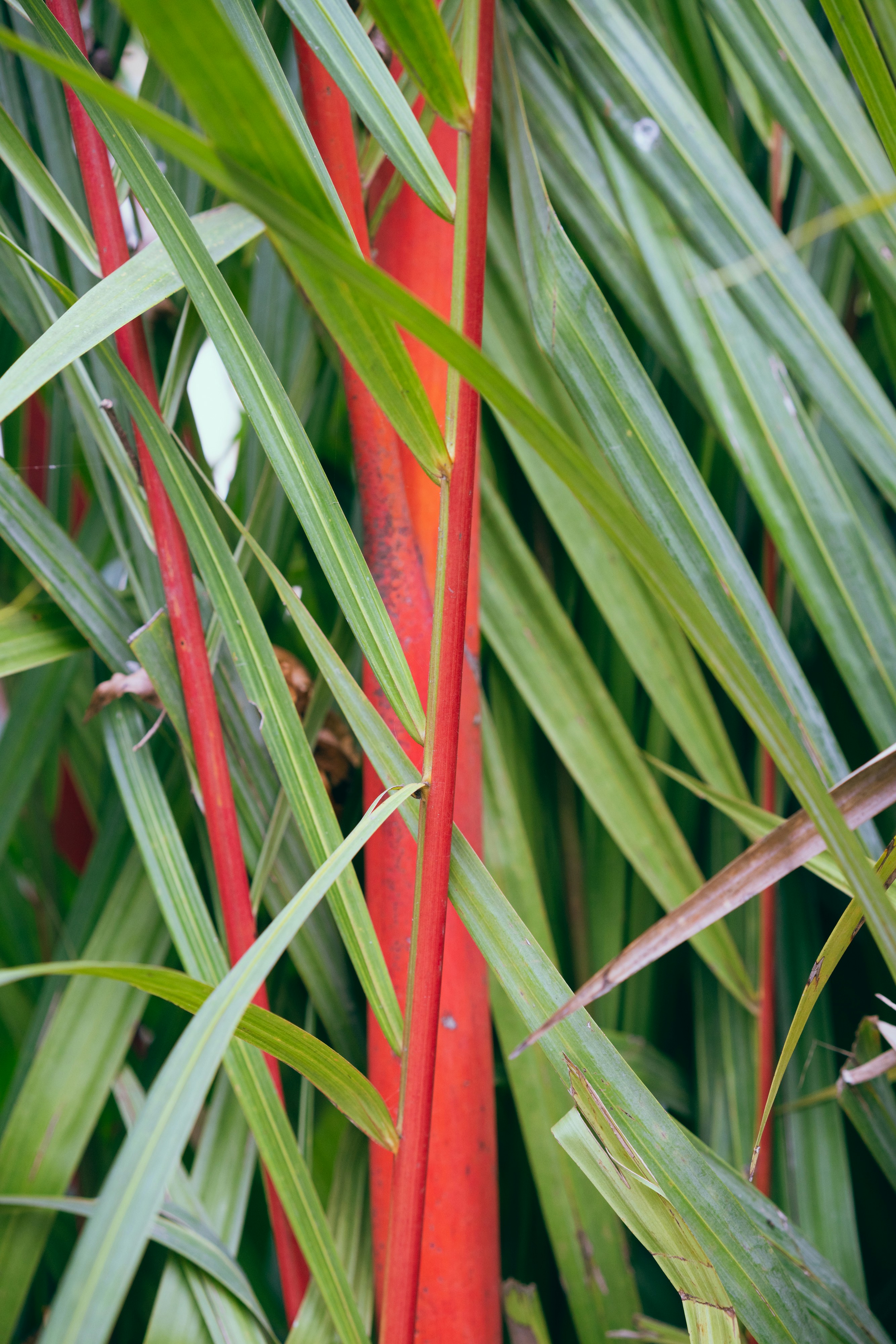 A close-up of some plants photo – Free Chiang mai Image on Unsplash