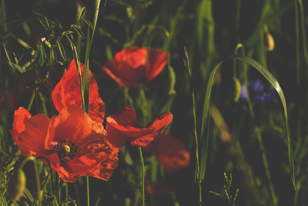 a group of red flowers