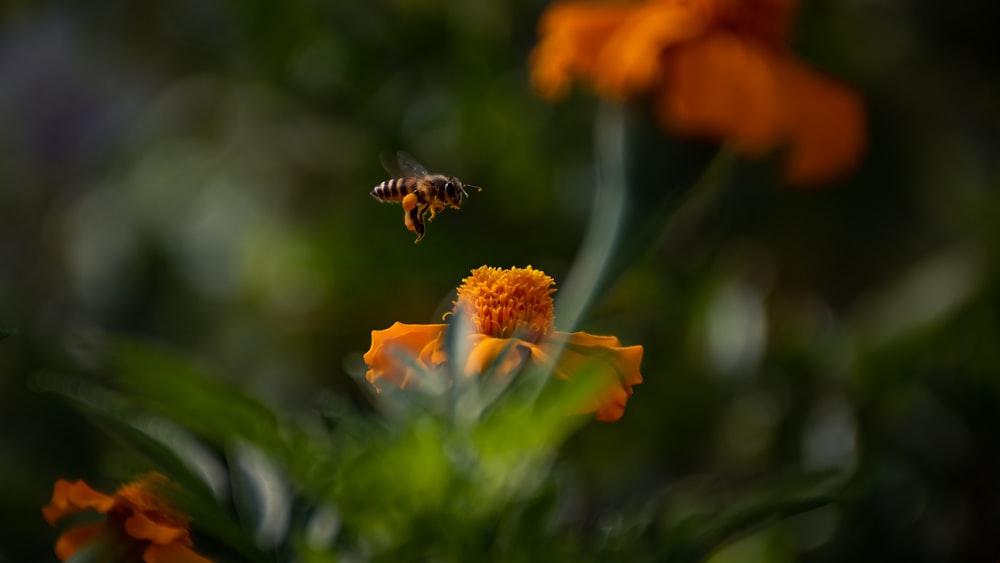 a bee on a flower