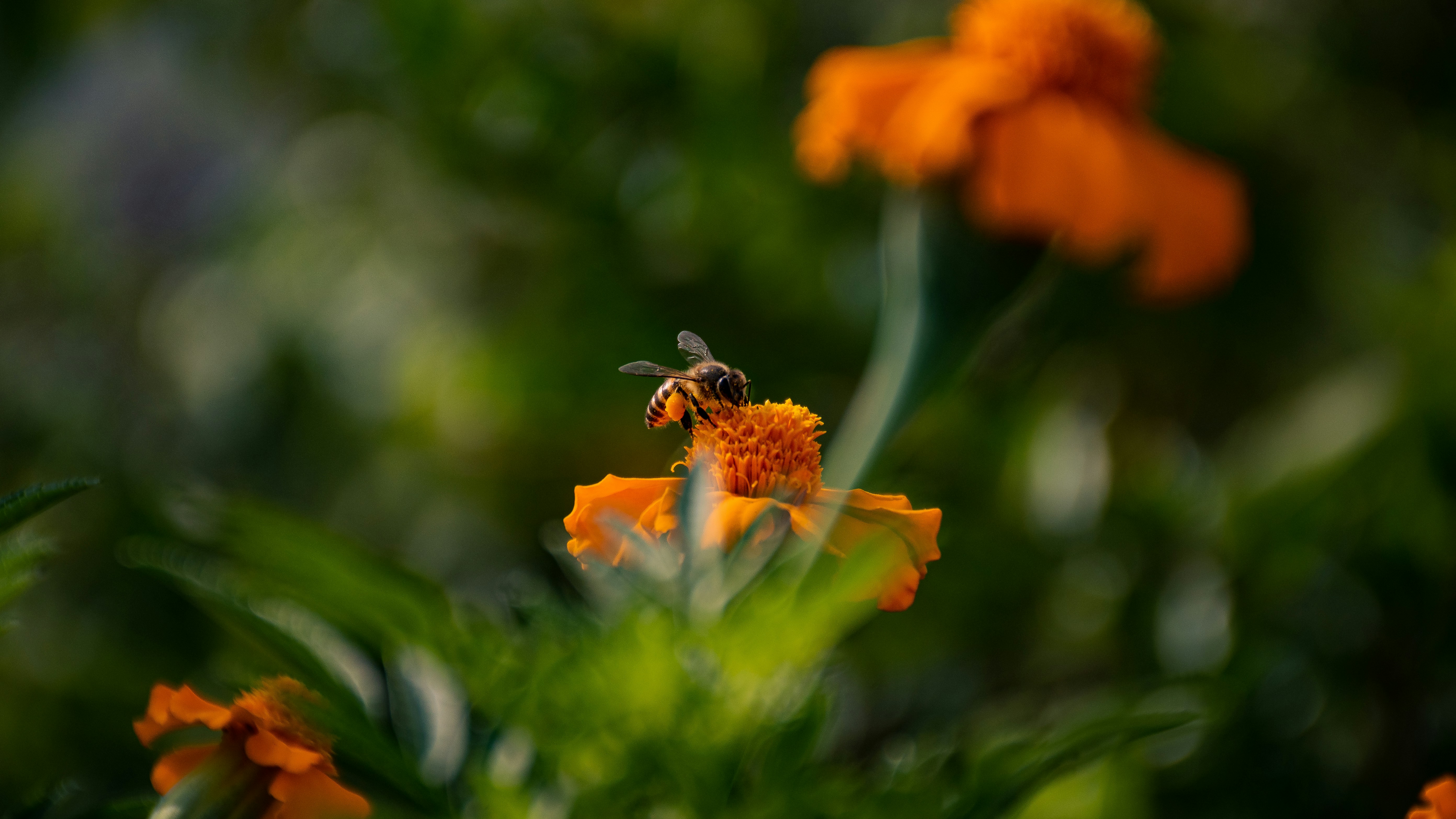 un'ape su un fiore
