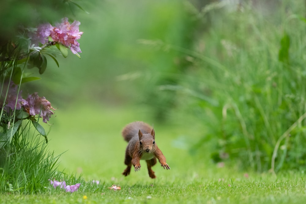 a brown animal running through grass