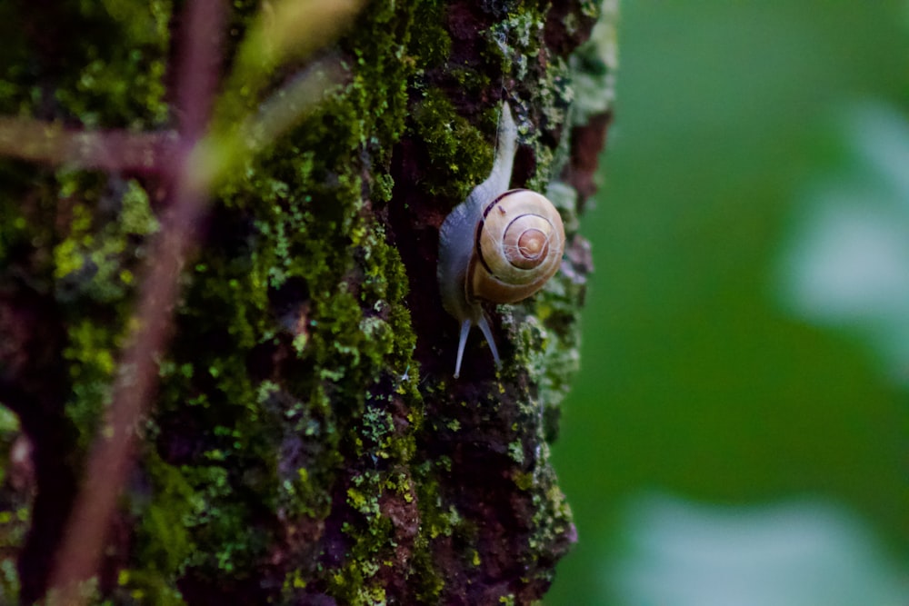 a snail on a tree
