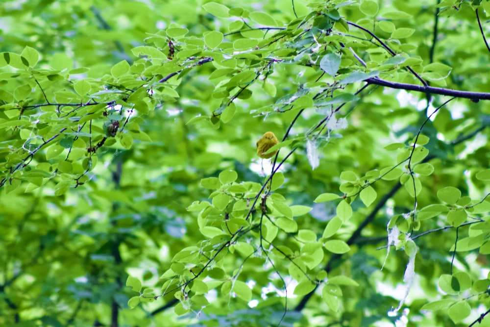 a yellow bird on a branch