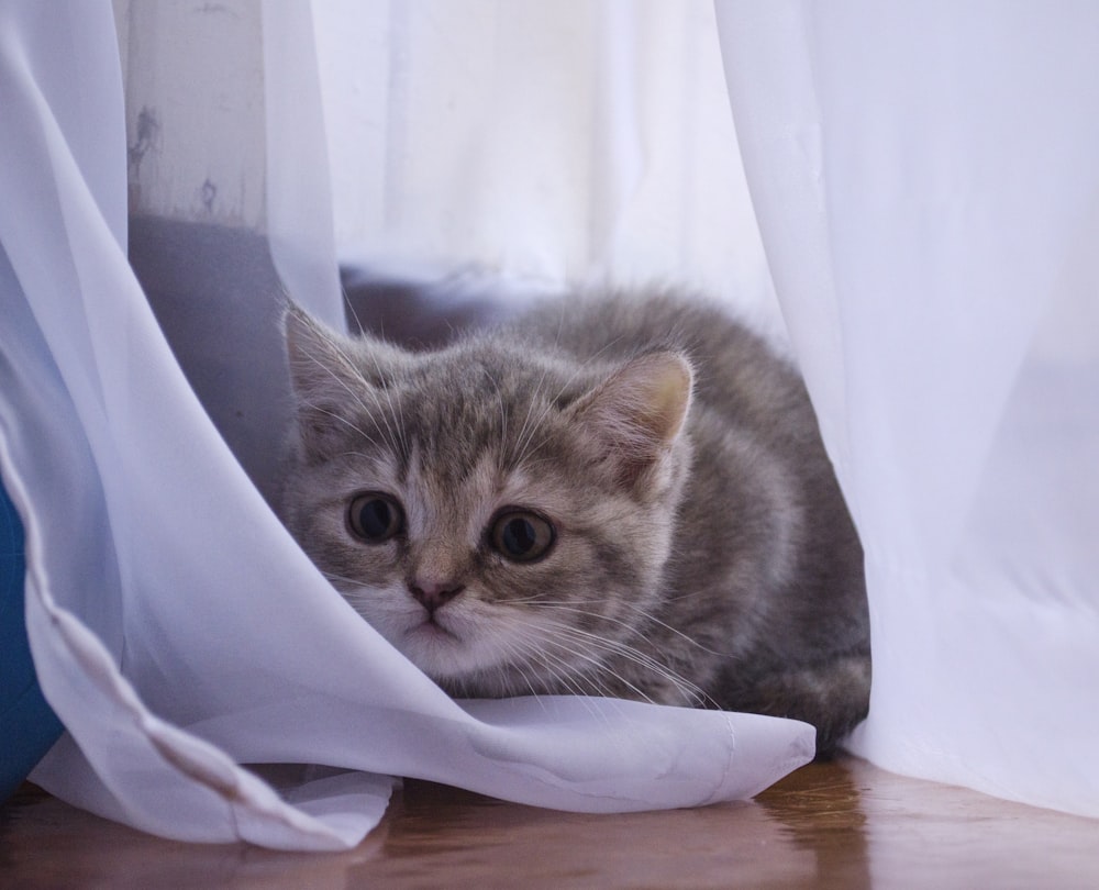 a cat in a bag