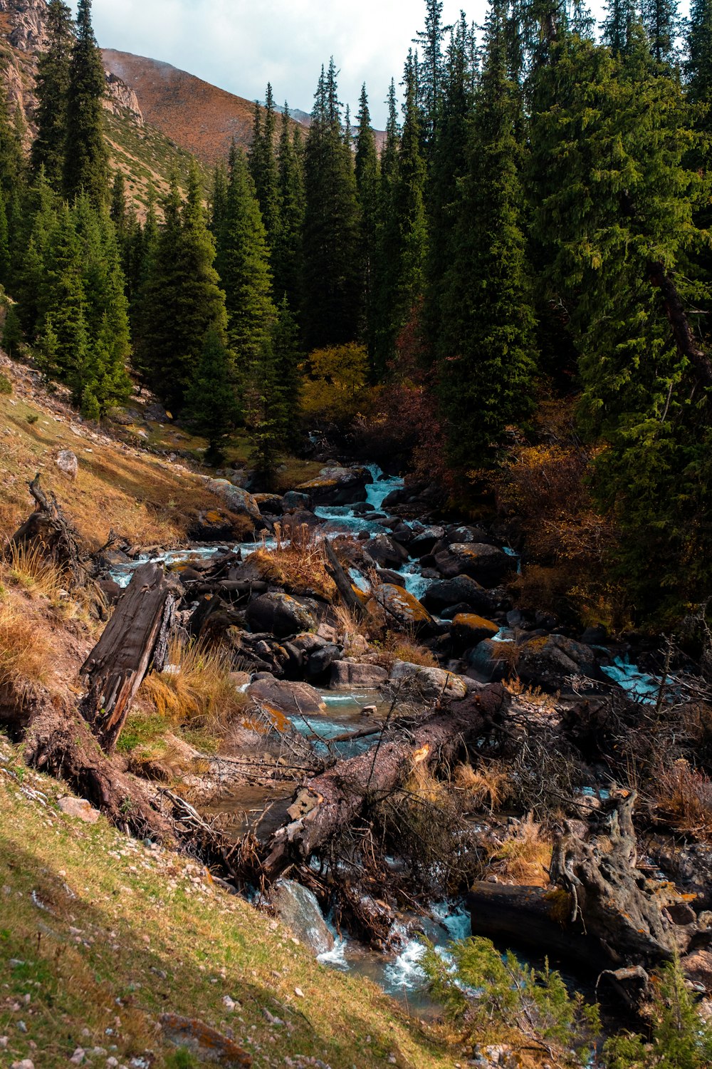 a river running through a forest