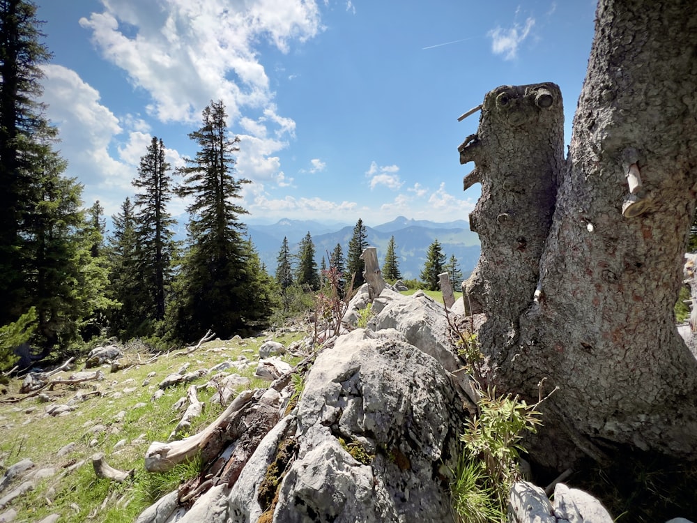 a rocky area with trees in the background