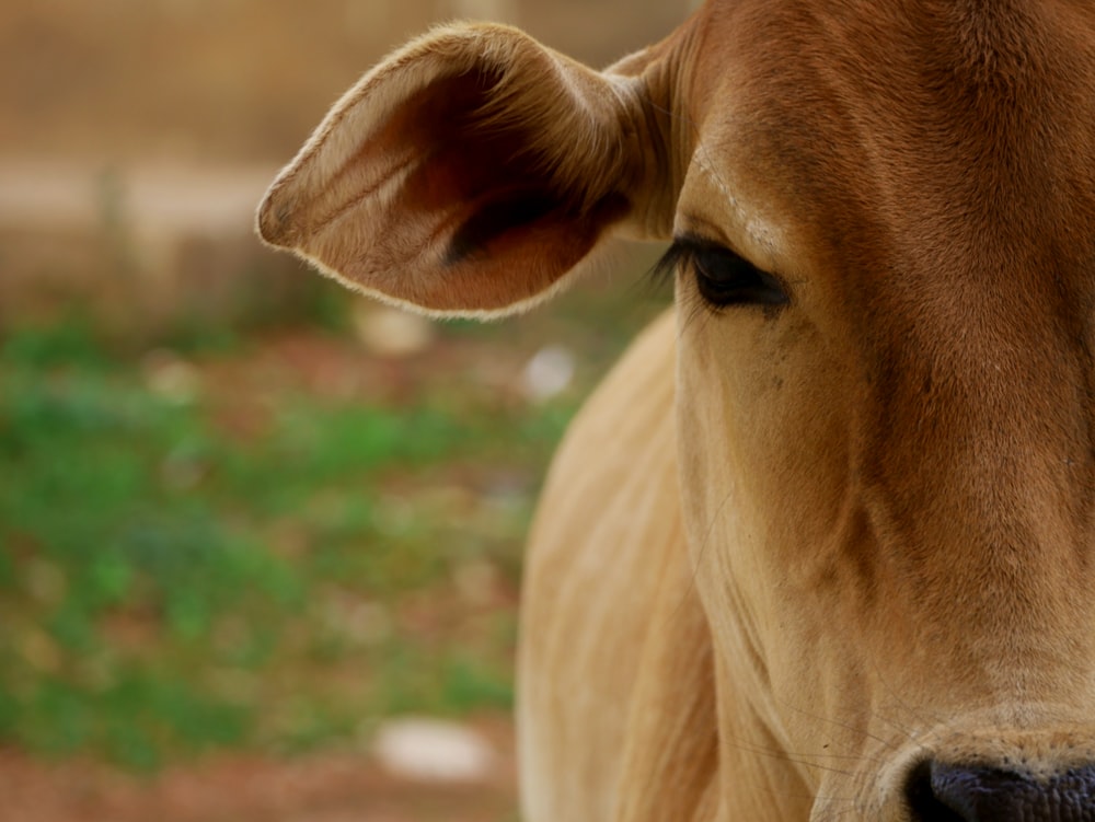 a brown and white cow