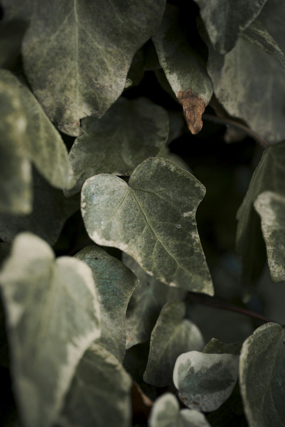 a close up of some leaves