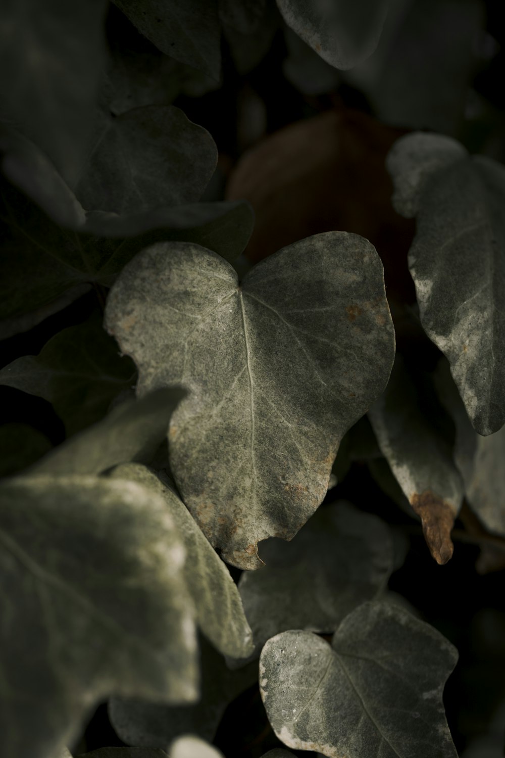 a close up of some leaves