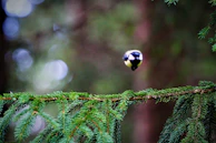 Close-up of a bird in flight against a soft, blurred forest background.