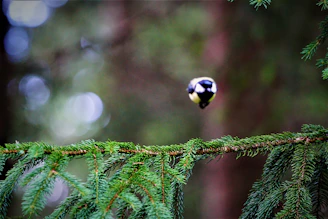 Close-up of a bird in flight against a soft, blurred forest background.