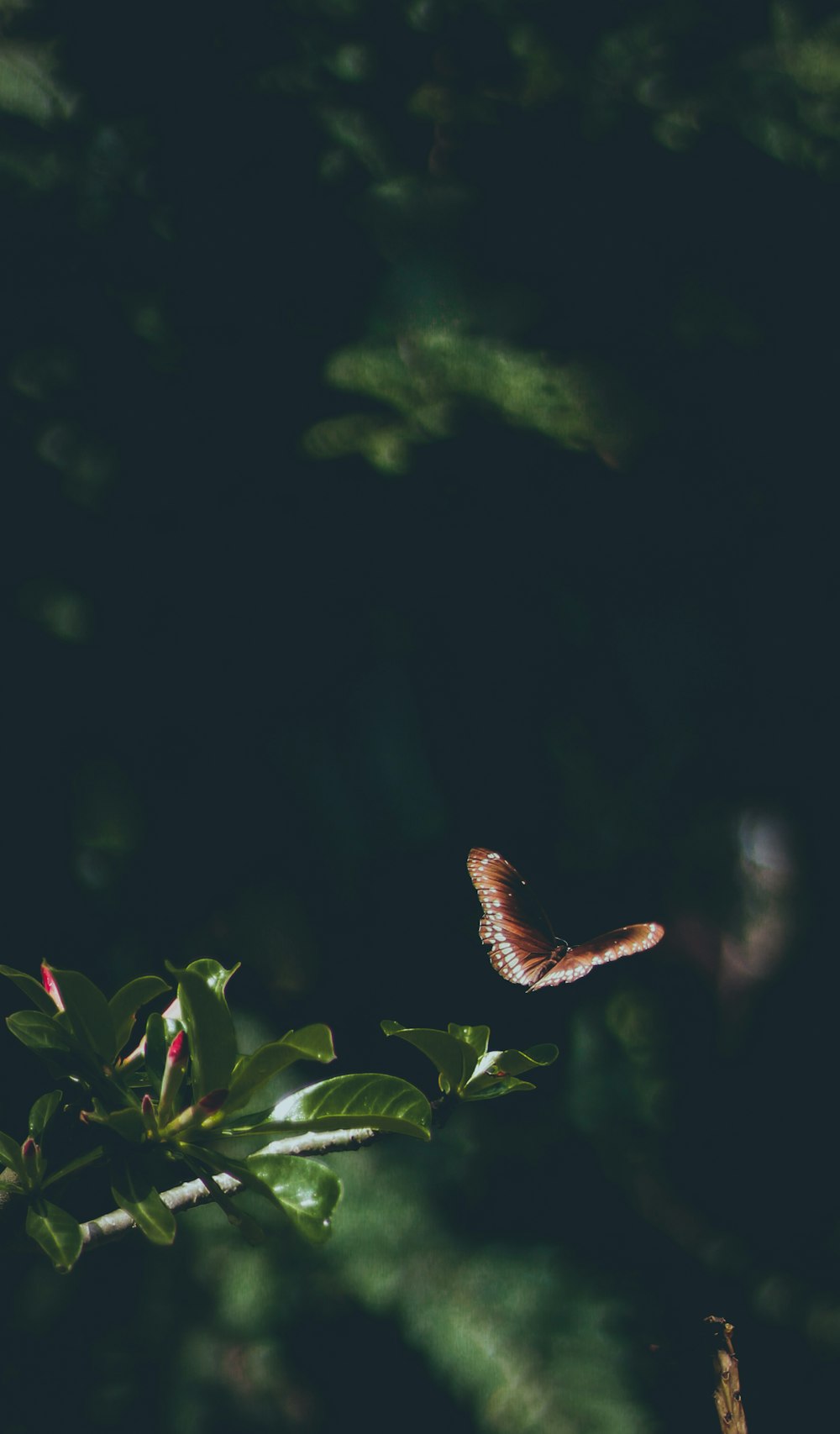 a butterfly on a leaf