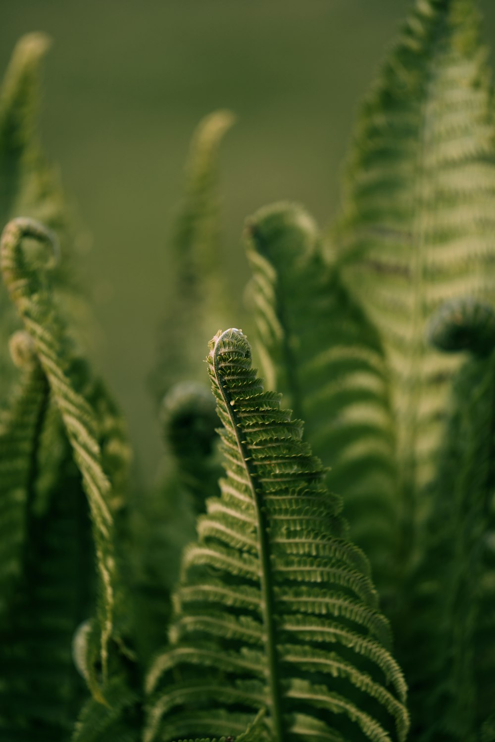 a close up of a green plant