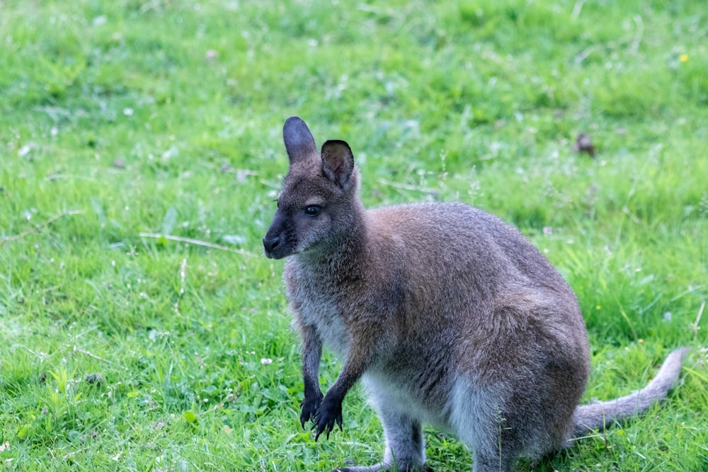 a kangaroo in a grassy field