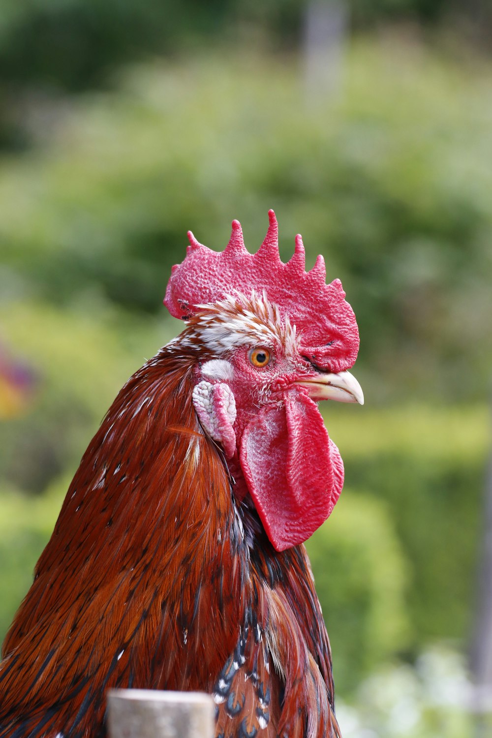 a rooster with its tongue out
