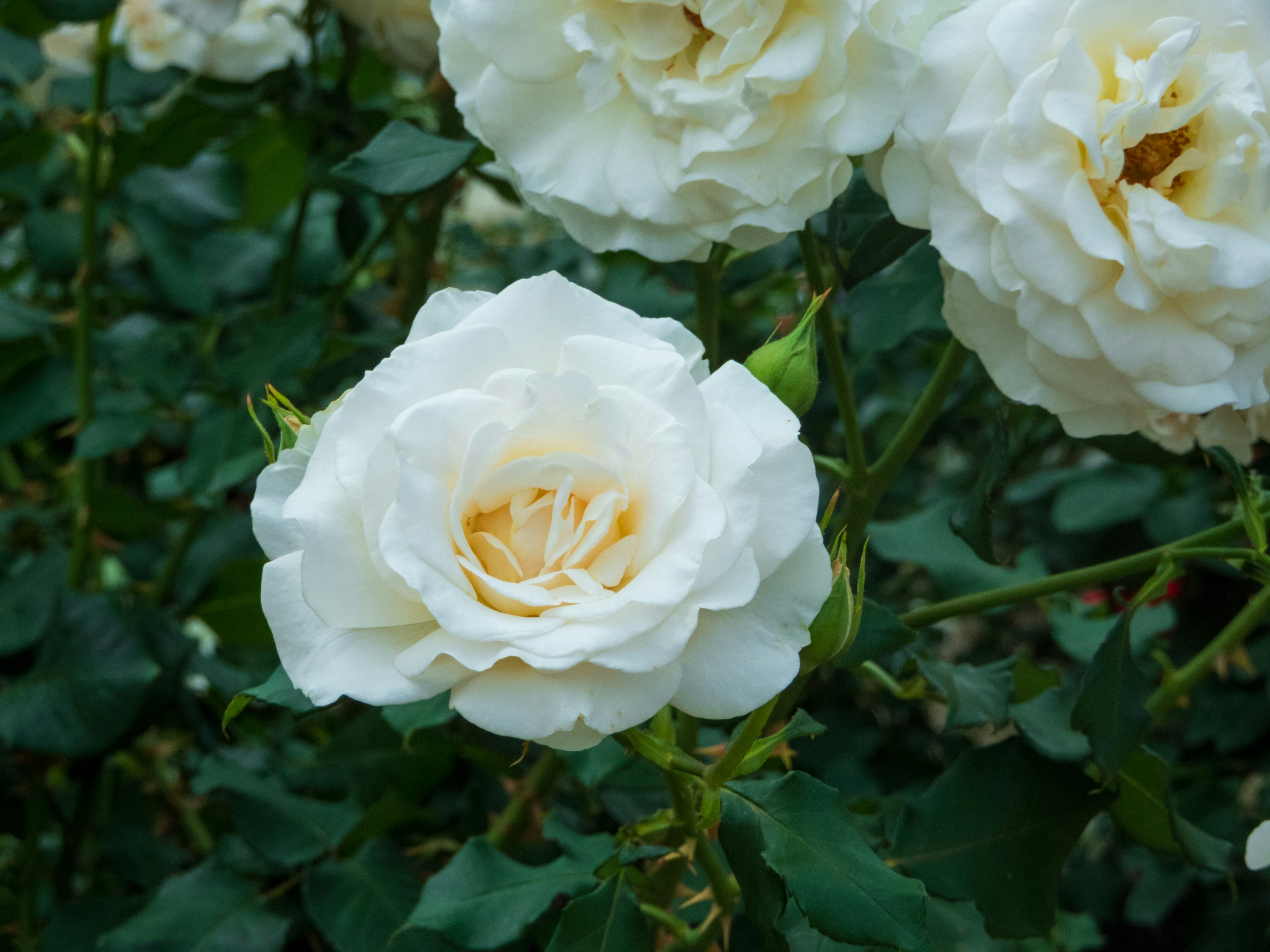 Photo by heppoko_yama