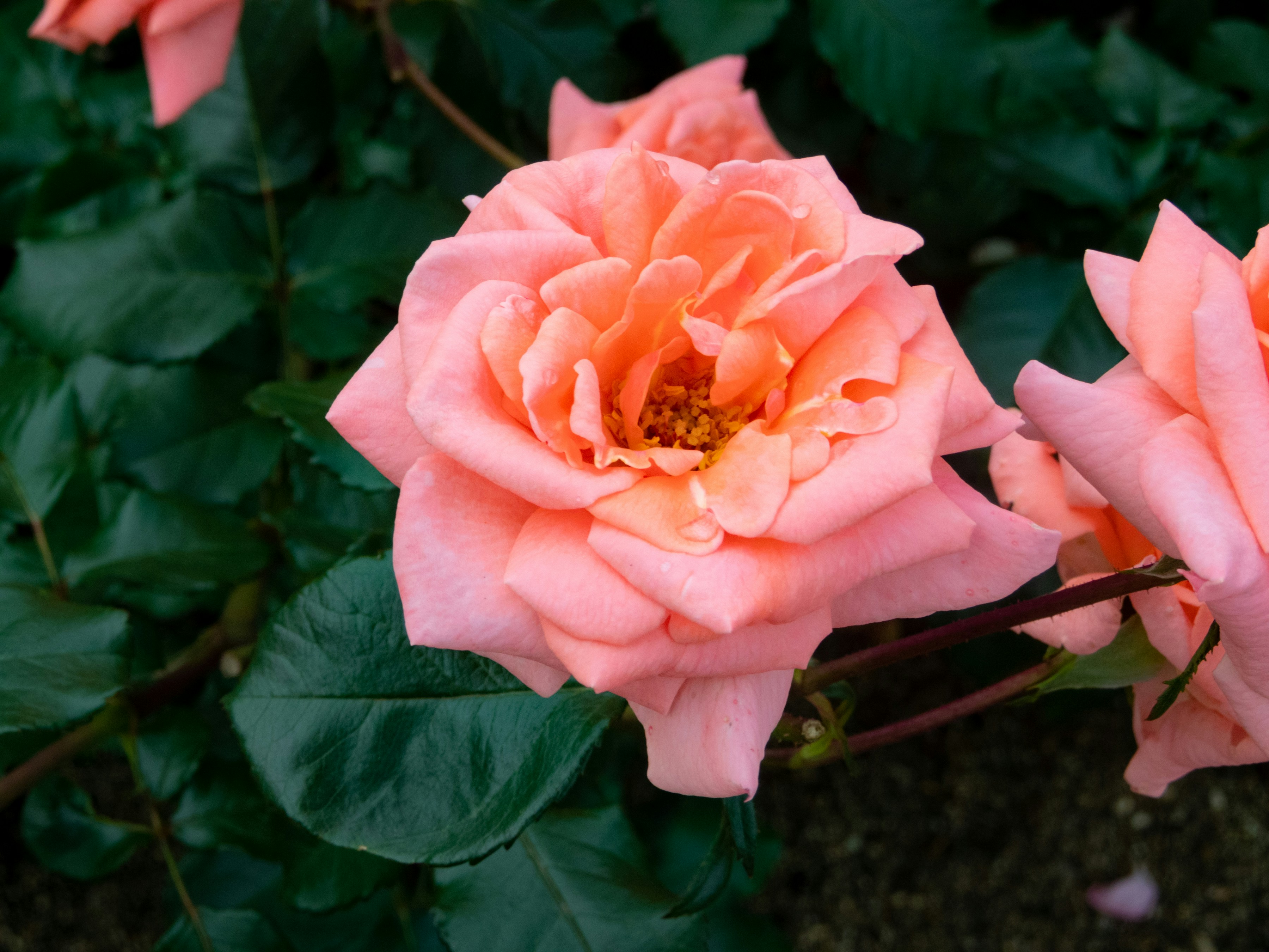 베타포도, image size:3000x2250