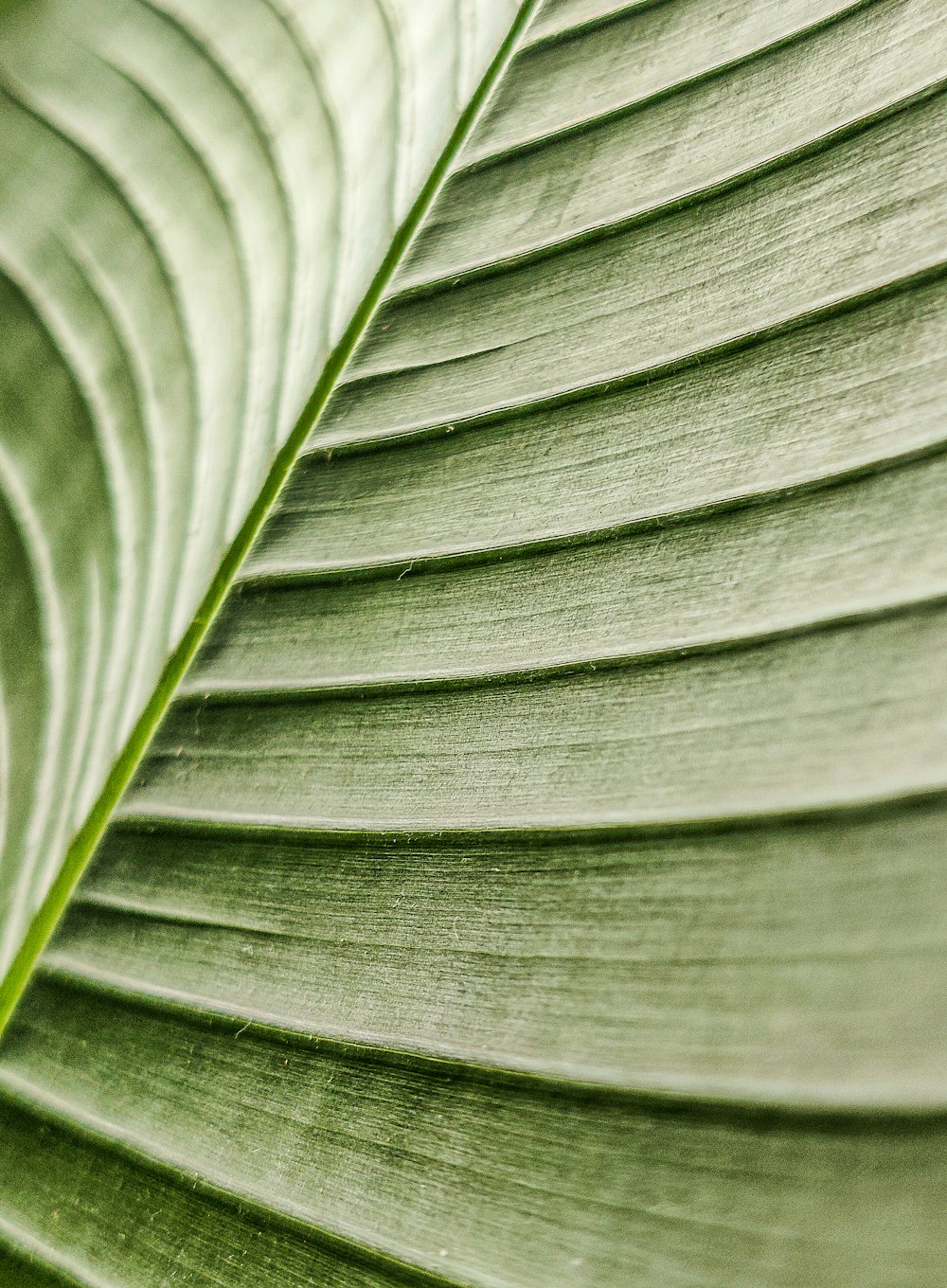 a close up of a plant