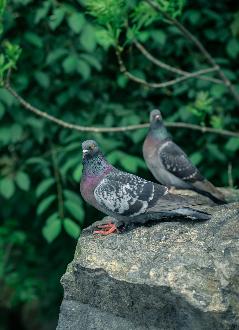 a couple of pigeons on a rock