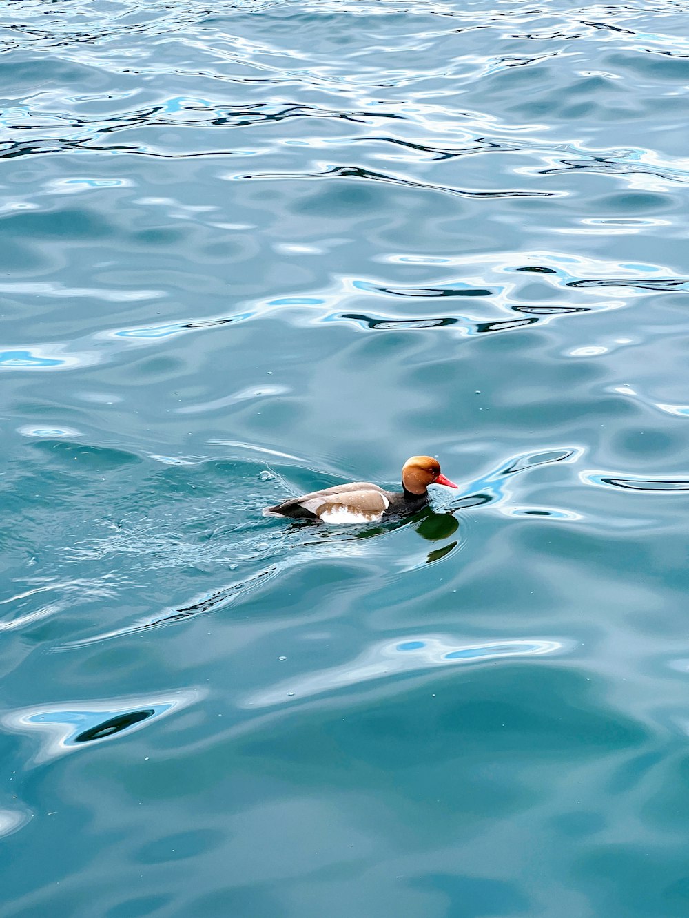 a duck swimming in water