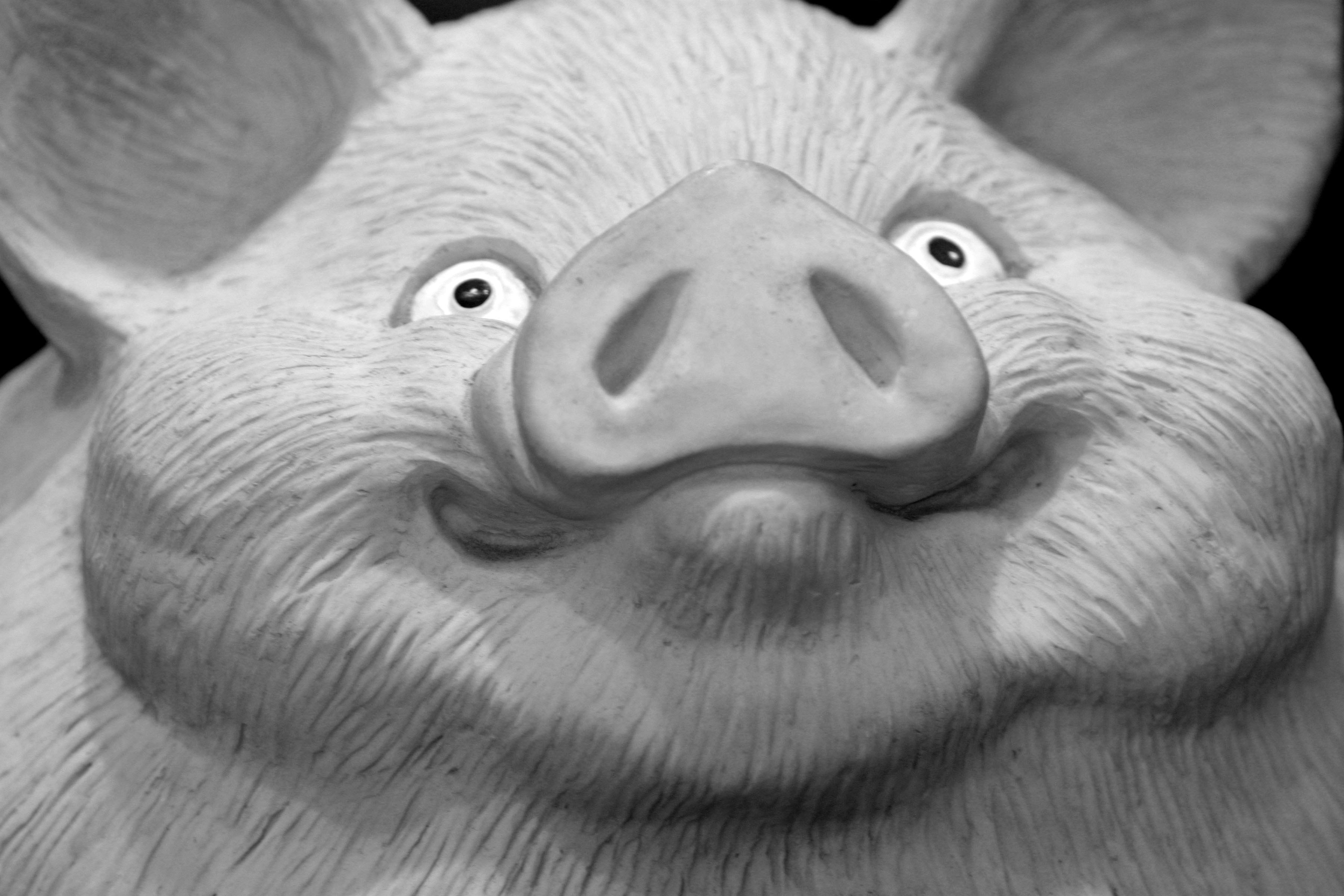 a close up of a dog