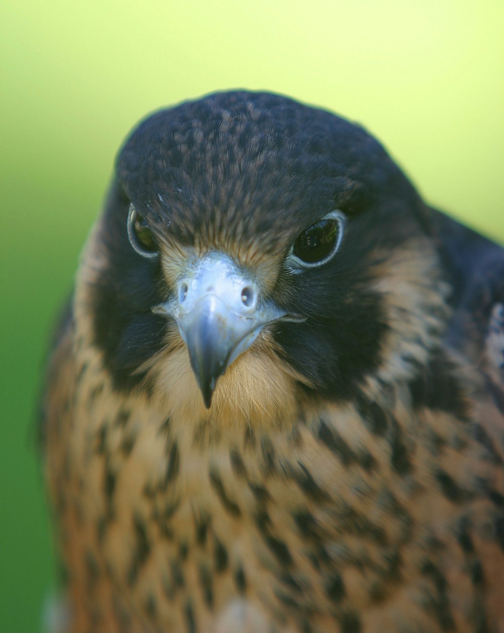 a brown and black bird