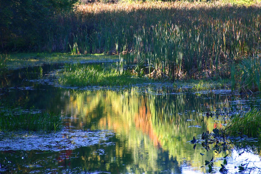 a body of water with grass and trees around it