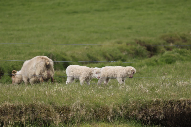 Healthy, traceable animals