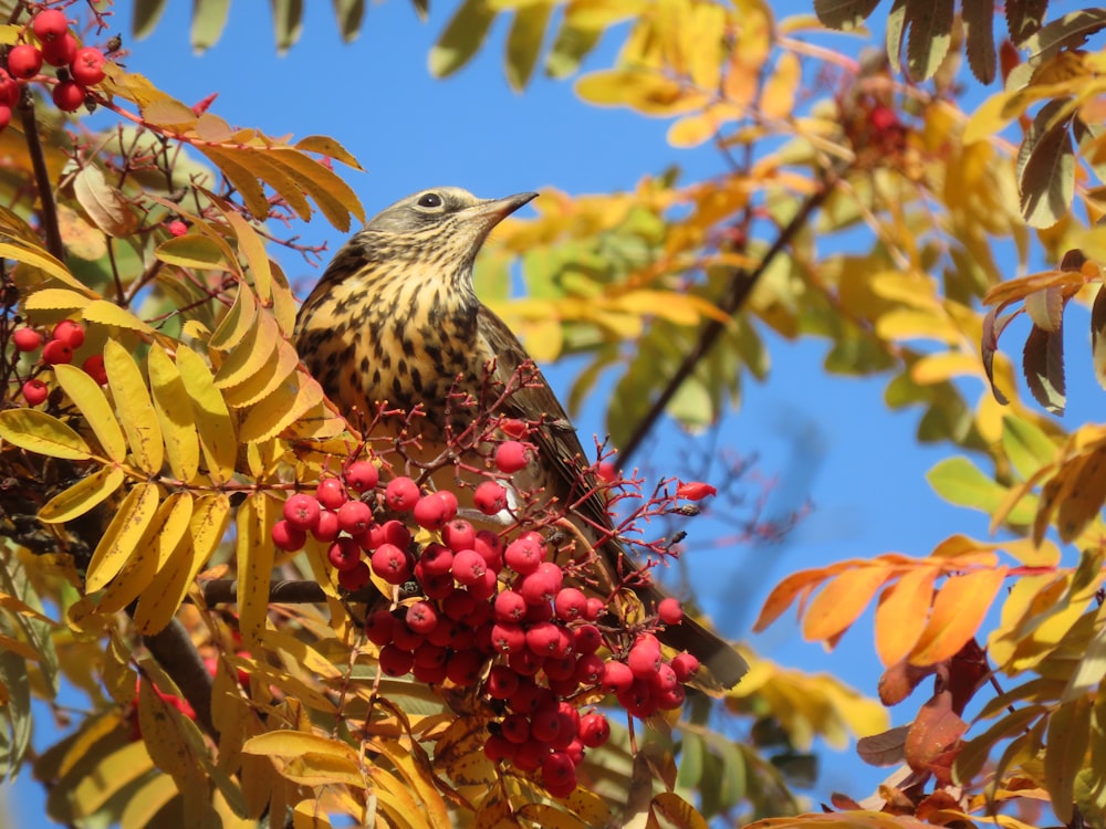 a bird sitting on a branch with berries