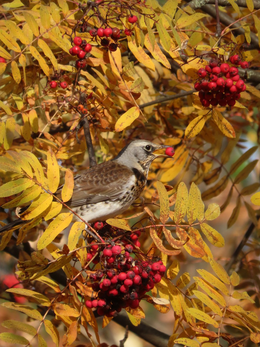 a bird on a branch with berries