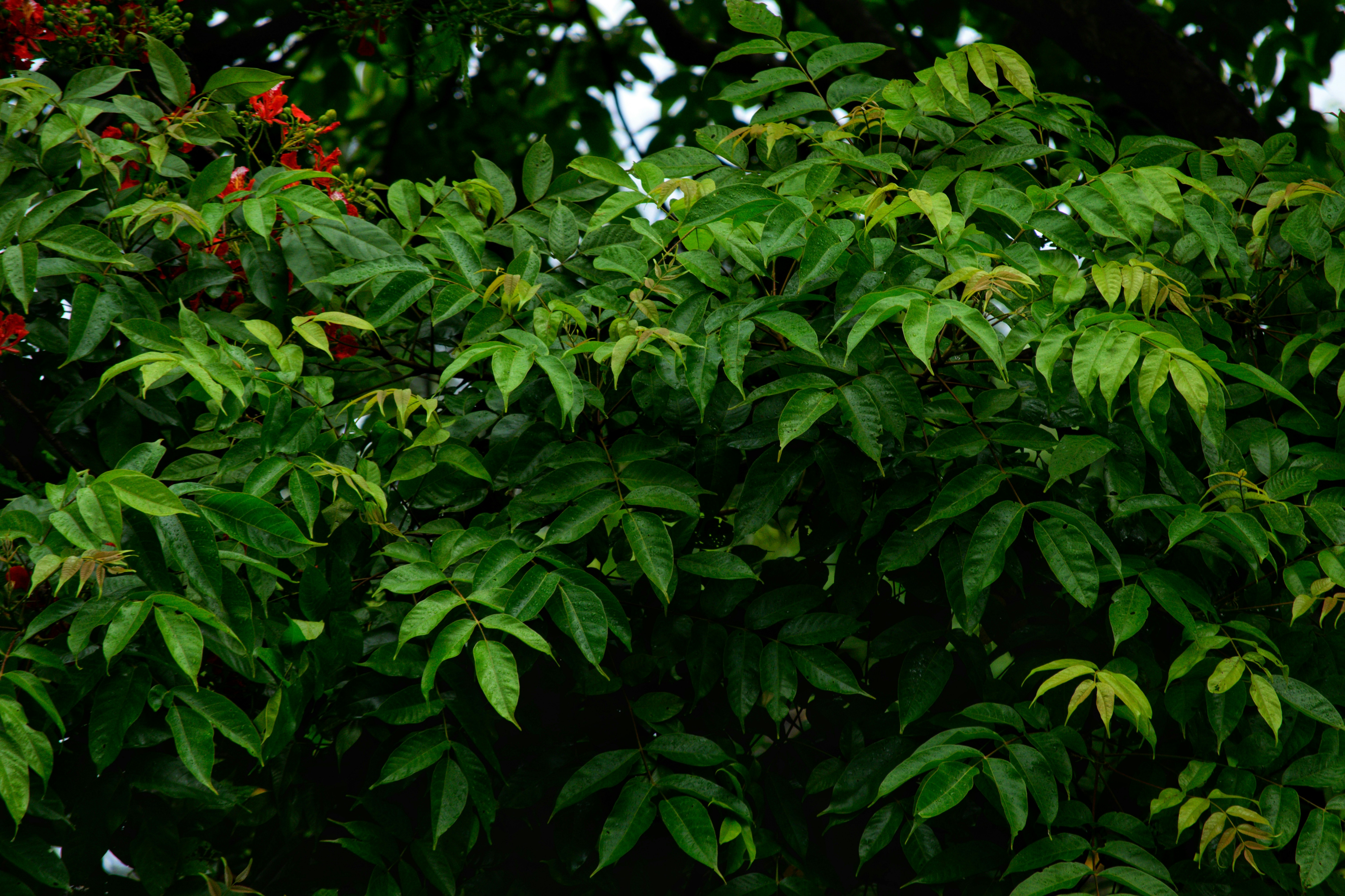 Indica⁤ dominant Blends⁣ That⁤ Maintain Calm Without Slowing⁣ You ​Down