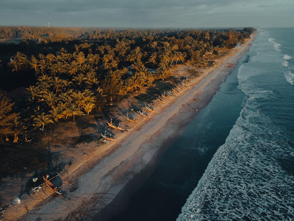 a beach with trees on the side