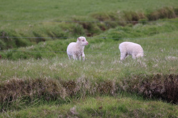 Two lambs stand on a green grassy field, one facing forward while the other has its head down grazing. The landscape is lush with patches of darker green in the background, and a wire fence runs horizontally through the scene.