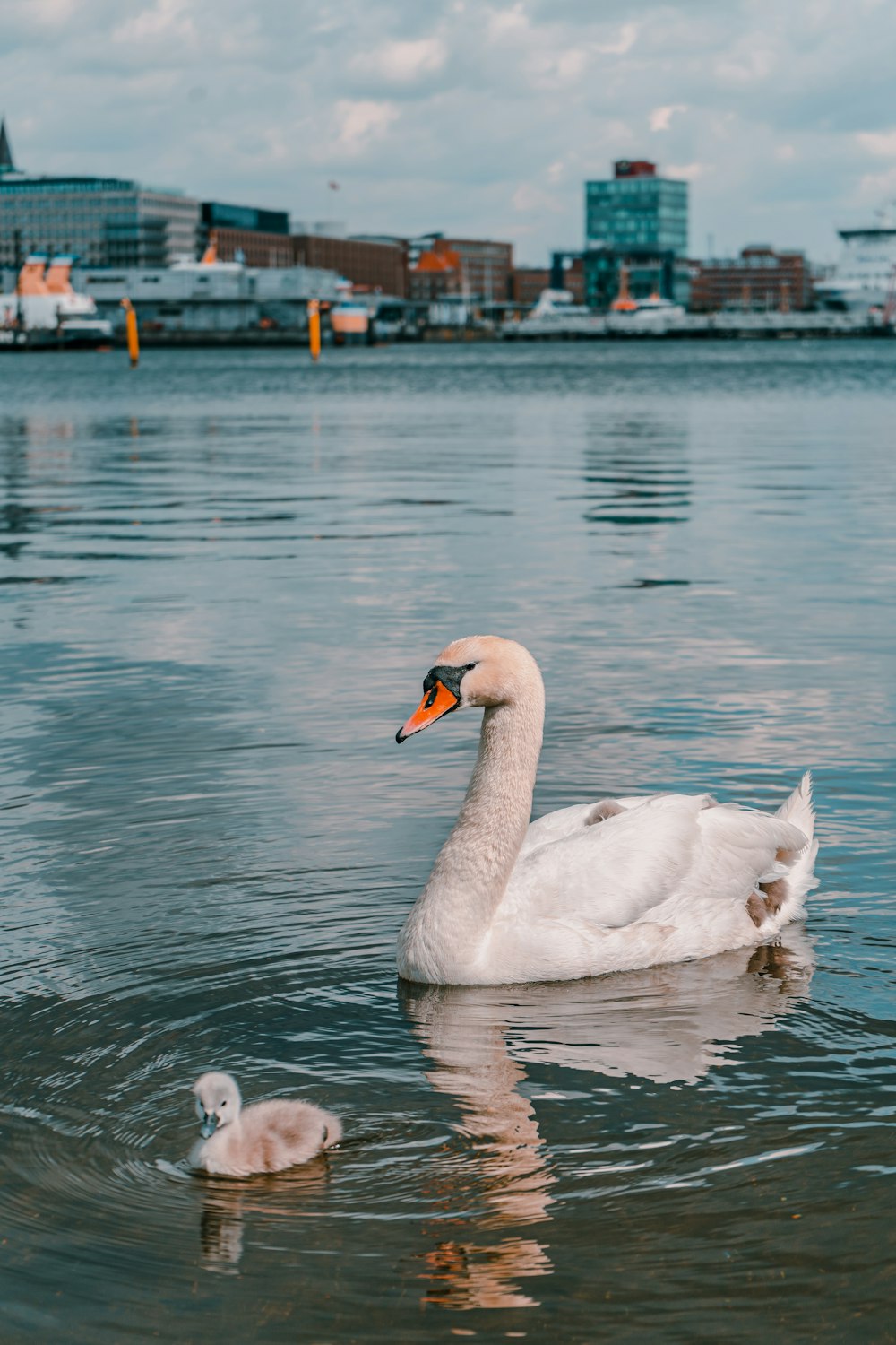 a couple of geese in a lake