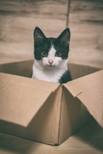 a cat in a box