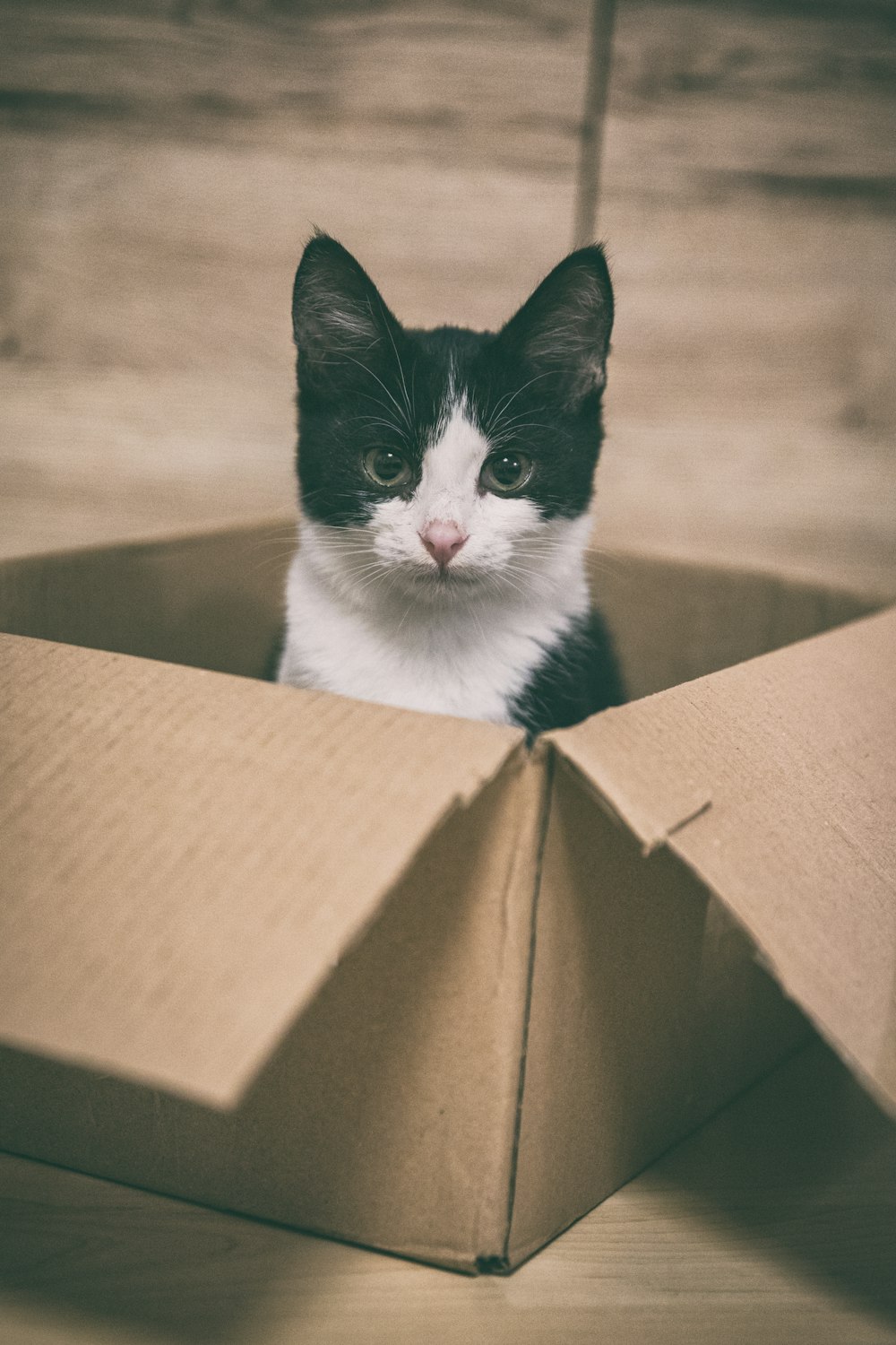 a cat in a box