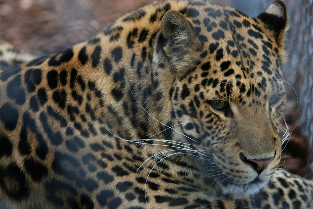 a close up of a leopard