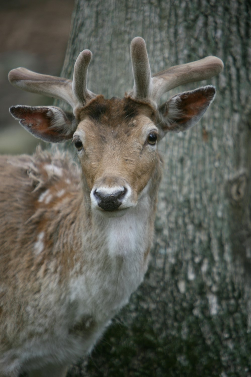 a deer with antlers