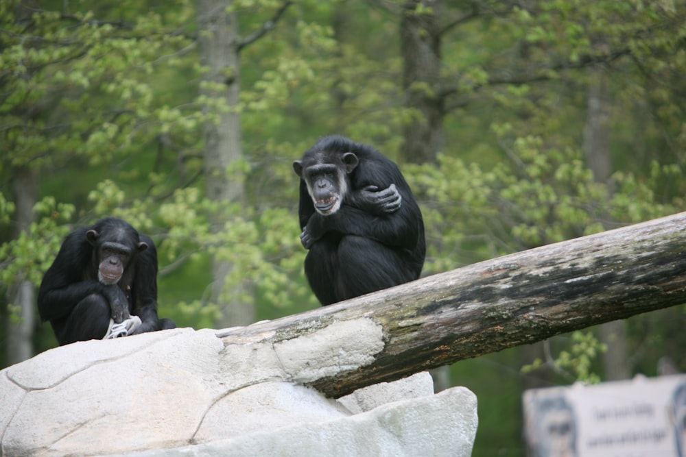 a group of black bears on a log