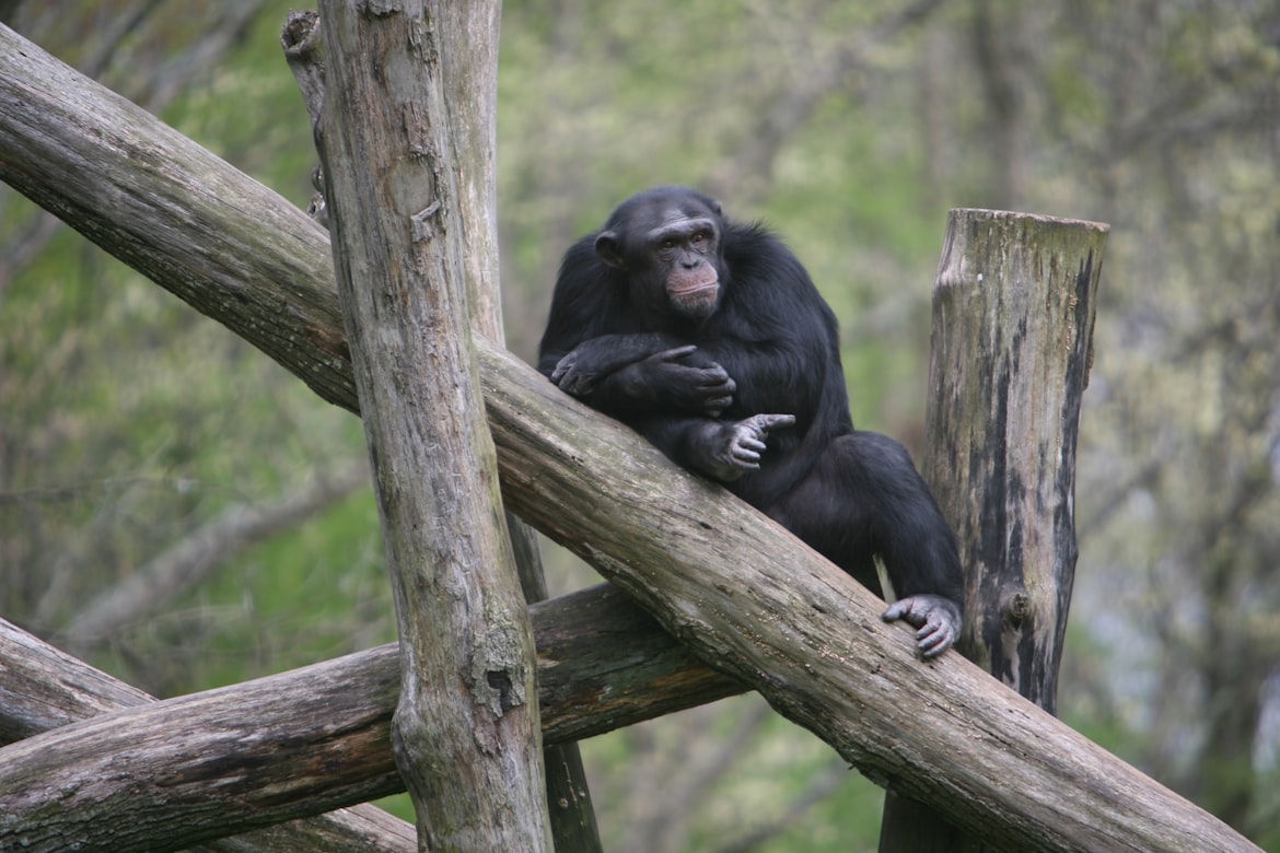 Behavior and ecology  Chimpanzees
