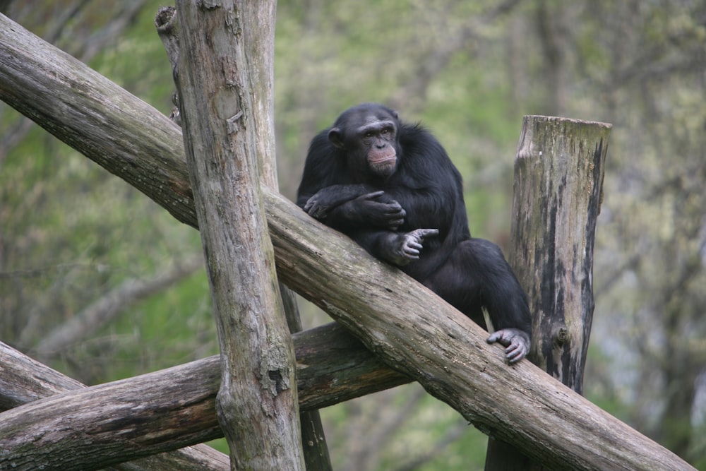 a couple of monkeys on a tree branch